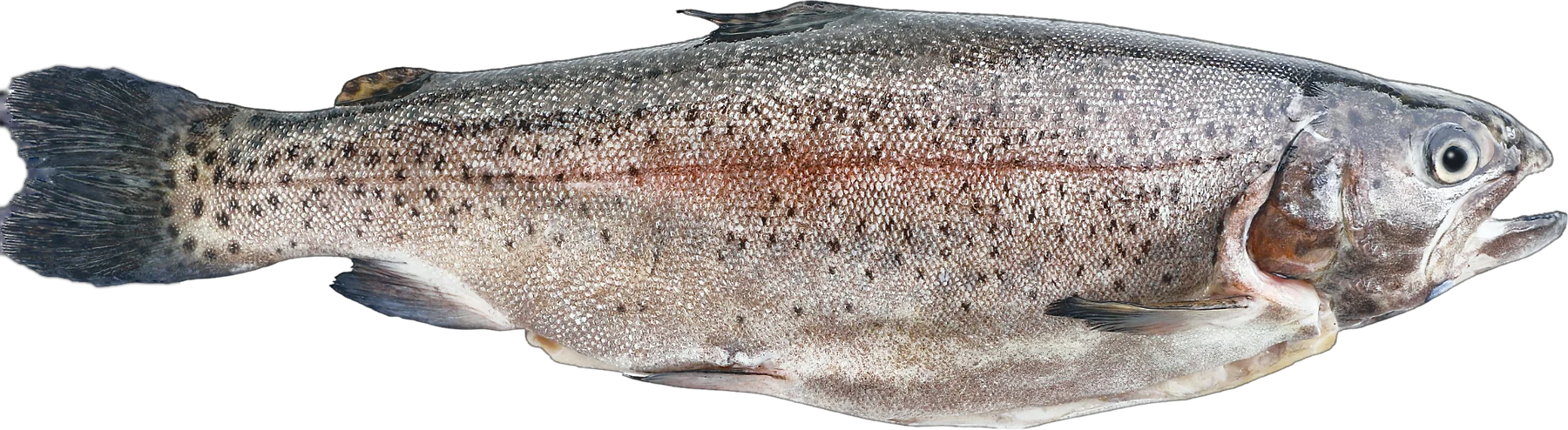 Trucha salmonada entera, de perfil