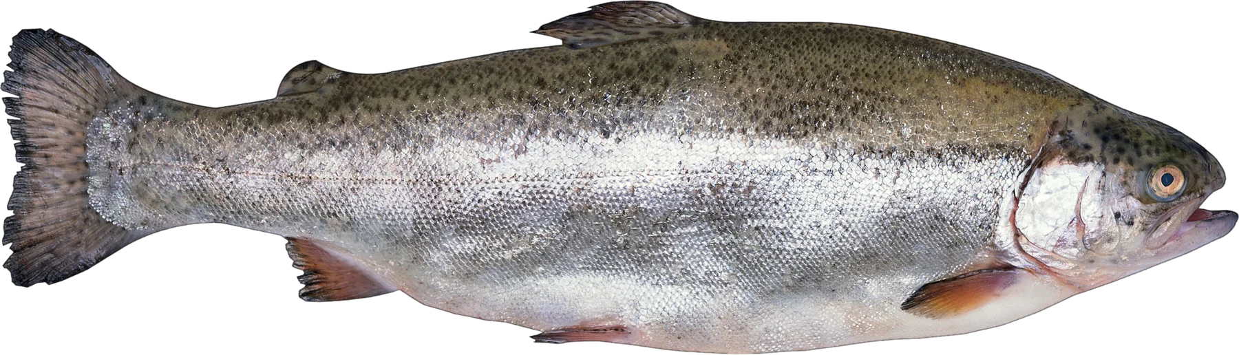 Trucha steelhead entera, de perfil